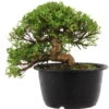Satsuki Azalee Hi No Maru, Bonsai, 18 Jahre, 27cm -Bonsai Verkaufe orhoind181 20