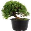 Satsuki Azalee Hi No Maru, Bonsai, 18 Jahre, 28cm -Bonsai Verkaufe orhoind181 25