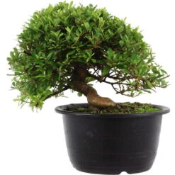 Satsuki Azalee Hi No Maru, Bonsai, 18 Jahre, 28cm