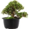 Satsuki Azalee Sachin, Bonsai, 18 Jahre, 28cm -Bonsai Verkaufe orhoind181 28