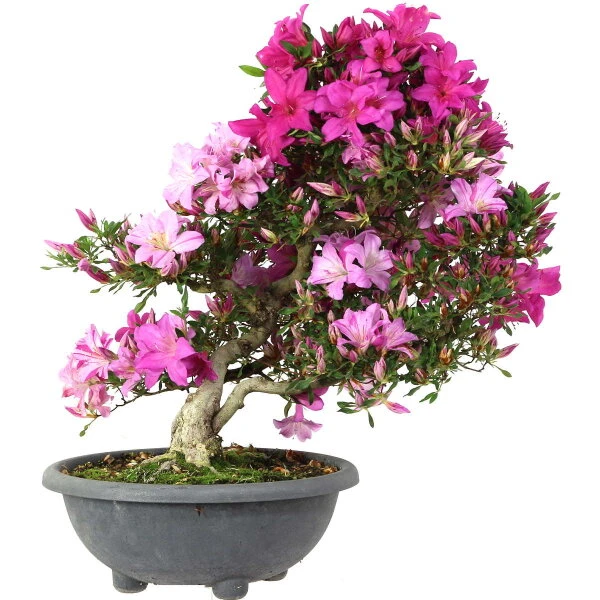 Satsuki Azalee Shisen, Bonsai, 20 Jahre, 62cm 3 Satsuki Azalee Shisen, Bonsai, 20 Jahre, 62cm