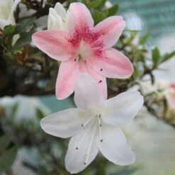 Satsuki Azalee Koki, Bonsai, 35 Jahre, 139cm -Bonsai Verkaufe orhoind352 083