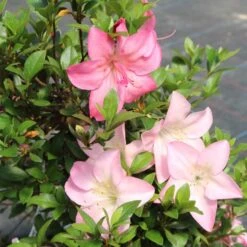 Satsuki Azalee Shinsei, Bonsai, 35 Jahre, 115cm -Bonsai Verkaufe orhoind352 103