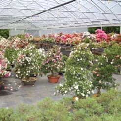 Satsuki Azalee Shinsei, Bonsai, 35 Jahre, 115cm -Bonsai Verkaufe orhoind352 104