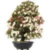 Satsuki Azalee, Bonsai, 35 Jahre, 128cm -Bonsai Verkaufe orhoind352 21