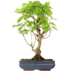 Winterlinde, Bonsai, 18 Jahre, 55cm