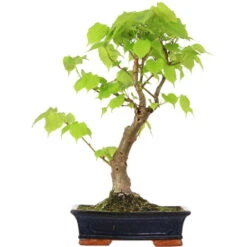 Winterlinde, Bonsai, 18 Jahre, 56cm
