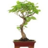 Winterlinde, Bonsai, 18 Jahre, 54cm -Bonsai Verkaufe otilcor181 77
