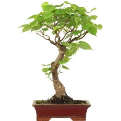 Winterlinde, Bonsai, 18 Jahre, 54cm