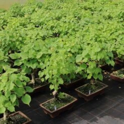 Winterlinde, Bonsai, 18 Jahre, 54cm -Bonsai Verkaufe otilcor181 773