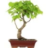 Winterlinde, Bonsai, 18 Jahre, 58cm -Bonsai Verkaufe otilcor181 84