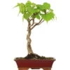 Winterlinde, Bonsai, 18 Jahre, 60cm -Bonsai Verkaufe otilcor181 85