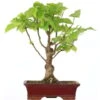 Winterlinde, Bonsai, 18 Jahre, 49cm -Bonsai Verkaufe otilcor181 94