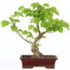 Winterlinde, Bonsai, 18 Jahre, 50cm -Bonsai Verkaufe otilcor181 98