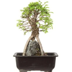Japanische Ulme, Bonsai, 9 Jahre, 29cm