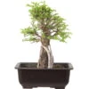 Japanische Ulme, Bonsai, 9 Jahre, 27cm -Bonsai Verkaufe oulmjap091 30