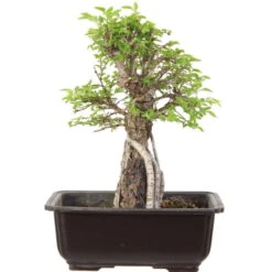 Japanische Ulme, Bonsai, 9 Jahre, 27cm