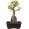 Japanische Ulme, Bonsai, 9 Jahre, 32cm