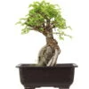 Japanische Ulme, Bonsai, 9 Jahre, 25cm -Bonsai Verkaufe oulmjap091 52