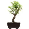 Japanische Ulme, Bonsai, 9 Jahre, 31cm -Bonsai Verkaufe oulmjap092 11