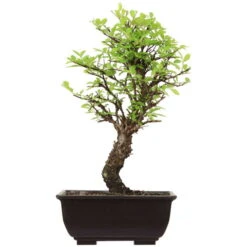 Japanische Ulme, Bonsai, 9 Jahre, 31cm