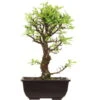 Japanische Ulme, Bonsai, 9 Jahre, 30cm -Bonsai Verkaufe oulmjap092 30