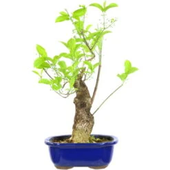 Japanisches Pfaffenhütchen, Prebonsai, 20 Jahre, 48cm