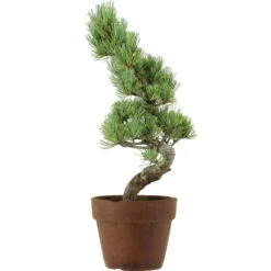 Japanische Mädchenkiefer, Prebonsai, 9 Jahre, 40cm