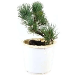 Japanische Mädchenkiefer, Prebonsai, 10 Jahre, 36cm