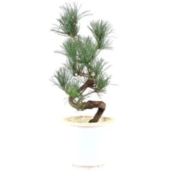 Japanische Mädchenkiefer, Prebonsai, 10 Jahre, 56cm