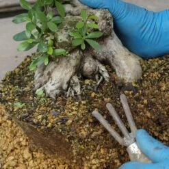 Wurzelkralle, Holzgriff, 3 Zinken, Japan -Bonsai Verkaufe we0120000034