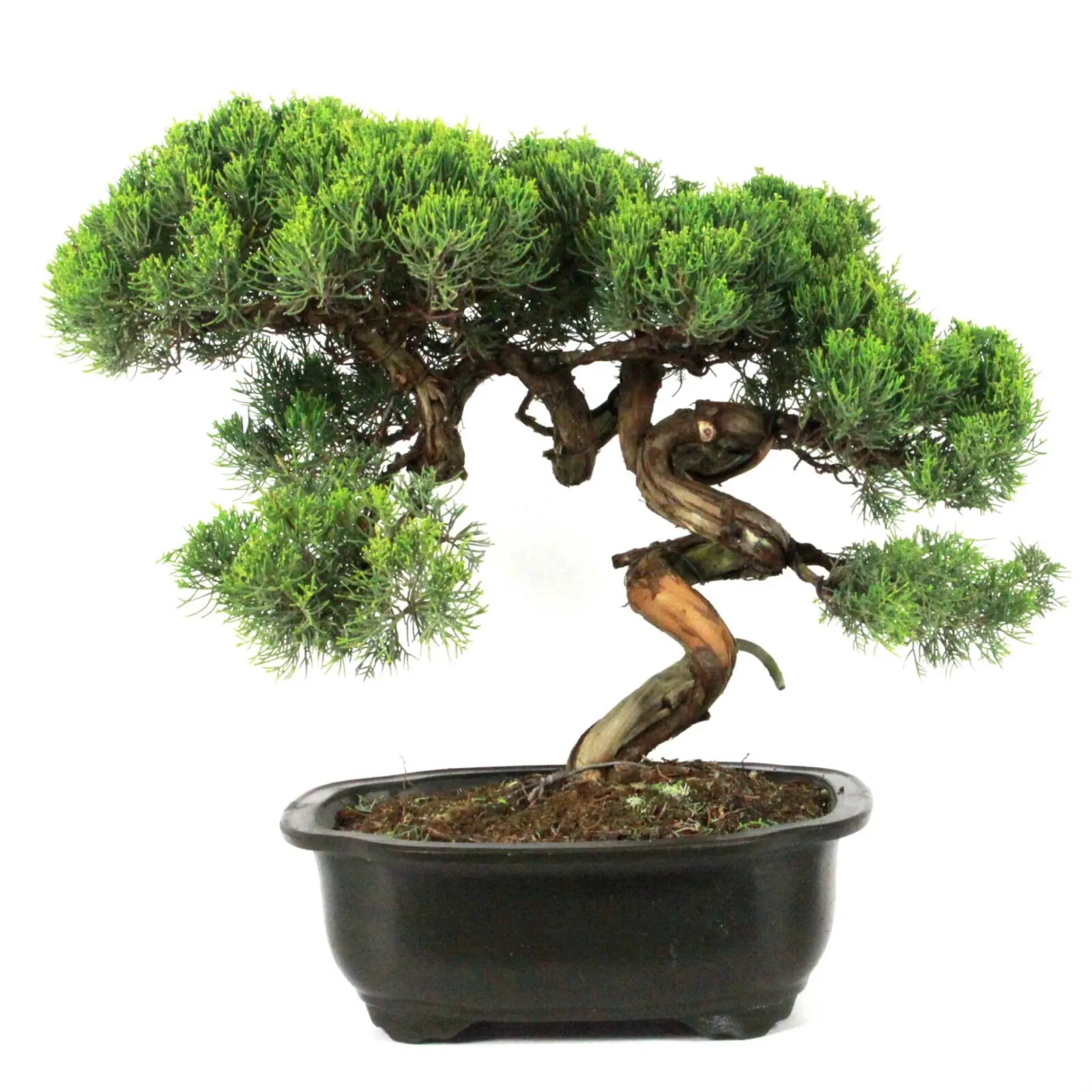 Bonsai Verkaufe -Bonsai Verkaufe IMG 9541