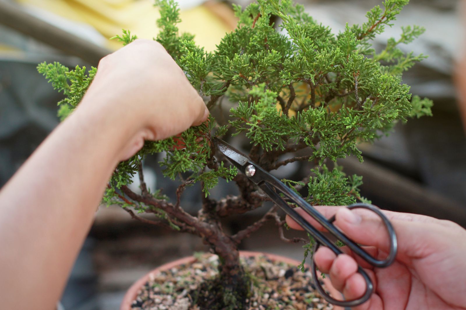 Bonsai Verkaufe -Bonsai Verkaufe bonsai schneiden regeln